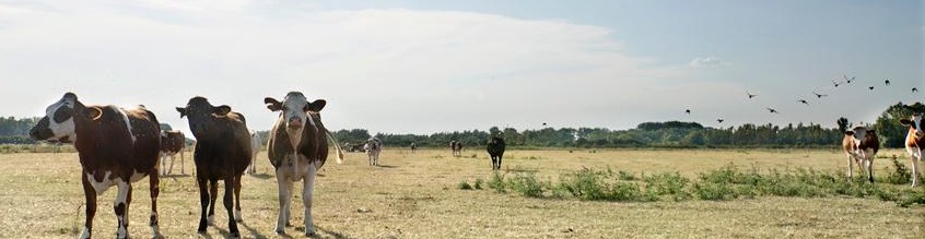 Gelderland landbouw bijgesneden